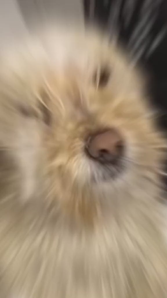 CEPILLO BLOWER PARA MASCOTAS